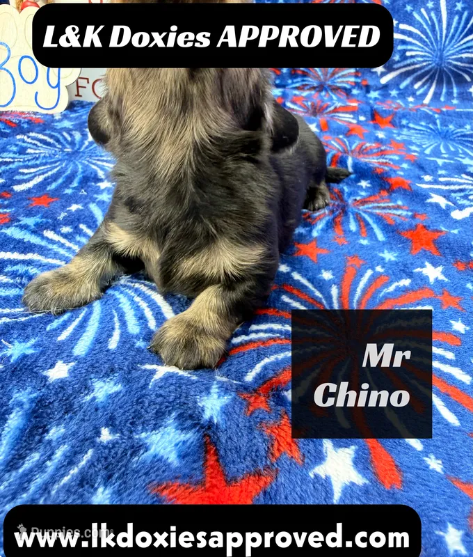 Mr Chino – Miniature Dachshund puppy for sale in Arapahoe, CO