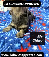 Mr Chino, a male Miniature Dachshund for sale in Arapahoe, CO – 1 of 8