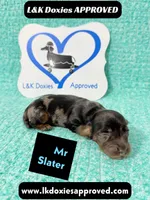 Mr Slater 785-821-1920, a male Miniature Dachshund for sale in Arapahoe, CO – 9 of 10