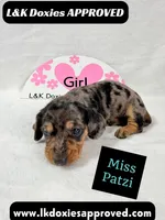 Miss Patzi DAPPLE text 785-821-1920, a female Miniature Dachshund for sale in Arapahoe, CO – 7 of 9