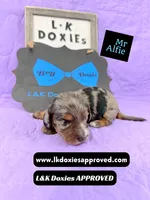 Mr Alfie 795-821-1920, a male Miniature Dachshund for sale in Arapahoe, CO – 6 of 10