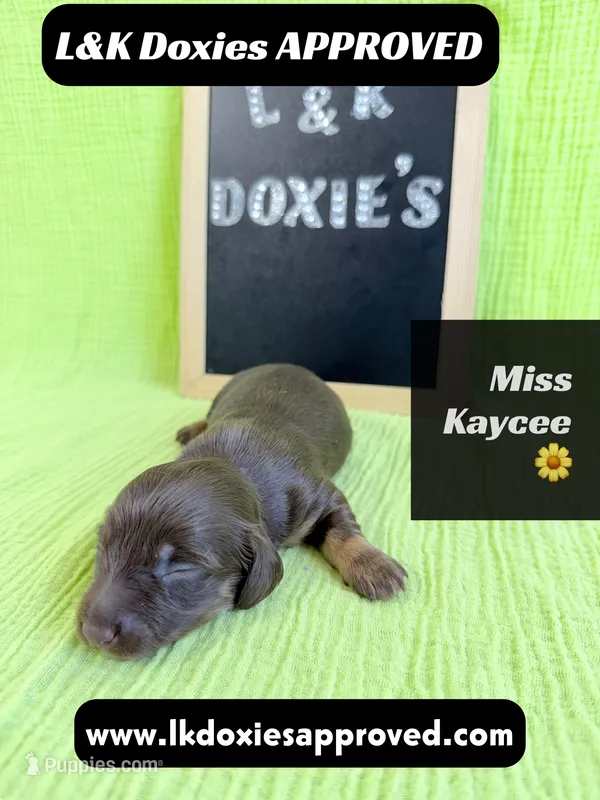 Miss Kaycee 785-821-1920 – Miniature Dachshund puppy for sale in Arapahoe, CO
