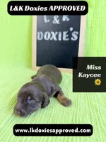 Miss Kaycee 785-821-1920, a female Miniature Dachshund for sale in Arapahoe, CO – 1 of 10