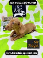 Mr Fidget, a male Miniature Dachshund for sale in Arapahoe, CO – 3 of 10