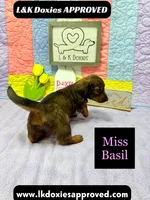 Miss Basil, a female Miniature Dachshund for sale in Arapahoe, CO – 9 of 10
