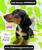 Miss Song 🎶785-821-1920, a female Miniature Dachshund for sale in Arapahoe, CO – 3 of 10