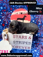 Miss Cherry 785-821-1920, a female Miniature Dachshund for sale in Arapahoe, CO – 8 of 10