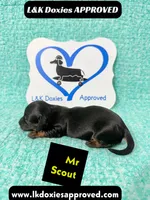 Mr Scout 785-821-1920, a male Miniature Dachshund for sale in Arapahoe, CO – 7 of 10
