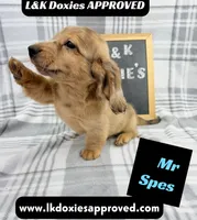 Mr Spes 785-821-1920, a male Miniature Dachshund for sale in Arapahoe, CO – 5 of 9