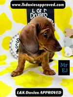 Mr Ej NO MEREL GENE SH, a male Miniature Dachshund for sale in Arapahoe, CO – 10 of 10