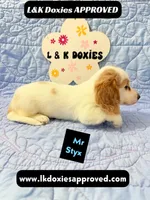 Mr Styx 785-821-1920 LH, a male Miniature Dachshund for sale in Arapahoe, CO – 3 of 9