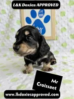 Mr Croissant 785-821-1920 LH, a male Miniature Dachshund for sale in Arapahoe, CO – 4 of 10