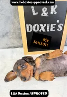 Mr Jenson 💙, a male Miniature Dachshund for sale in Arapahoe, CO – 10 of 10