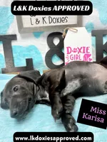 Miss Karissa, a female Miniature Dachshund for sale in Arapahoe, CO – 3 of 10
