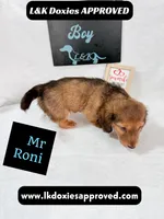 Mr Roni 785-821-1920, a male Miniature Dachshund for sale in Arapahoe, CO – 5 of 10