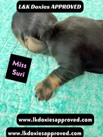 Miss Siri 785-821-1920, a female Miniature Dachshund for sale in Arapahoe, CO – 5 of 10