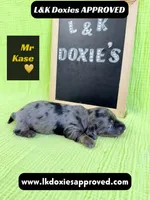 Mr Kase 785-821-1920 🩵, a male Miniature Dachshund for sale in Arapahoe, CO – 2 of 10