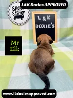 Mr Elk, a male Miniature Dachshund for sale in Arapahoe, CO – 10 of 10