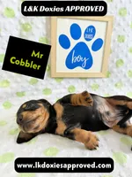 Mr Cobler 785-821-1920 SH, a male Miniature Dachshund for sale in Arapahoe, CO – 4 of 10