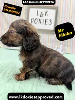 Mr Flinko NO DAPPLE, a male Miniature Dachshund for sale in Arapahoe, CO – Photo 10 of 10