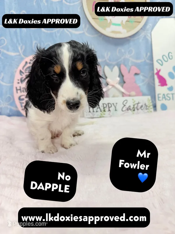 Mr Fowler NO DAPPLE 🤎 – Miniature Dachshund puppy for sale in Arapahoe, CO