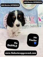 Mr Fowler NO DAPPLE 🤎, a male Miniature Dachshund for sale in Arapahoe, CO – Photo 1 of 10