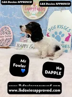 Mr Fowler NO DAPPLE 🤎, a male Miniature Dachshund for sale in Arapahoe, CO – Photo 9 of 10