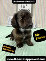 Mr Flinko NO DAPPLE, a male Miniature Dachshund for sale in Arapahoe, CO – Photo 2 of 10