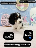 Mr Fowler NO DAPPLE 🤎, a male Miniature Dachshund for sale in Arapahoe, CO – Photo 6 of 10
