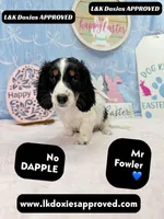 Mr Fowler NO DAPPLE 🤎, a male Miniature Dachshund for sale in Arapahoe, CO – Photo 4 of 10
