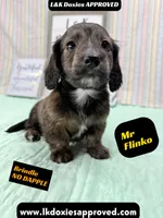 Mr Flinko NO DAPPLE, a male Miniature Dachshund for sale in Arapahoe, CO – Photo 4 of 10