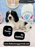 Mr Fowler NO DAPPLE 🤎, a male Miniature Dachshund for sale in Arapahoe, CO – Photo 7 of 10