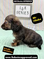 Mr Flinko NO DAPPLE, a male Miniature Dachshund for sale in Arapahoe, CO – Photo 9 of 10