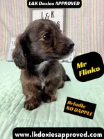Mr Flinko NO DAPPLE, a male Miniature Dachshund for sale in Arapahoe, CO – Photo 8 of 10