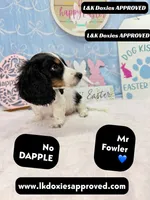 Mr Fowler NO DAPPLE 🤎, a male Miniature Dachshund for sale in Arapahoe, CO – Photo 5 of 10