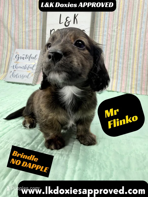 Mr Flinko NO DAPPLE