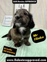 Mr Flinko NO DAPPLE, a male Miniature Dachshund for sale in Arapahoe, CO – Photo 1 of 10