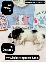 Mr Fowler NO DAPPLE 🤎, a male Miniature Dachshund for sale in Arapahoe, CO – Photo 10 of 10