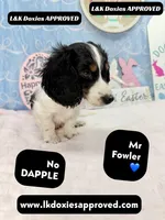 Mr Fowler NO DAPPLE 🤎, a male Miniature Dachshund for sale in Arapahoe, CO – Photo 2 of 10
