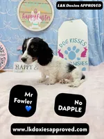 Mr Fowler NO DAPPLE 🤎, a male Miniature Dachshund for sale in Arapahoe, CO – Photo 8 of 10