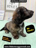 Mr Flinko NO DAPPLE, a male Miniature Dachshund for sale in Arapahoe, CO – Photo 6 of 10