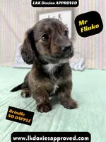Mr Flinko NO DAPPLE, a male Miniature Dachshund for sale in Arapahoe, CO – Photo 3 of 10