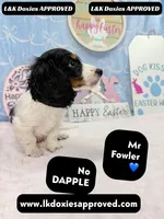 Mr Fowler NO DAPPLE 🤎, a male Miniature Dachshund for sale in Arapahoe, CO – Photo 3 of 10