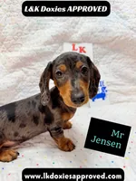 Mr Jenson 💙, a male Miniature Dachshund for sale in Arapahoe, CO – 9 of 10