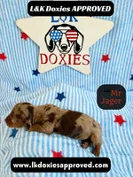 Me Jager, a male Miniature Dachshund for sale in Arapahoe, CO – 7 of 9