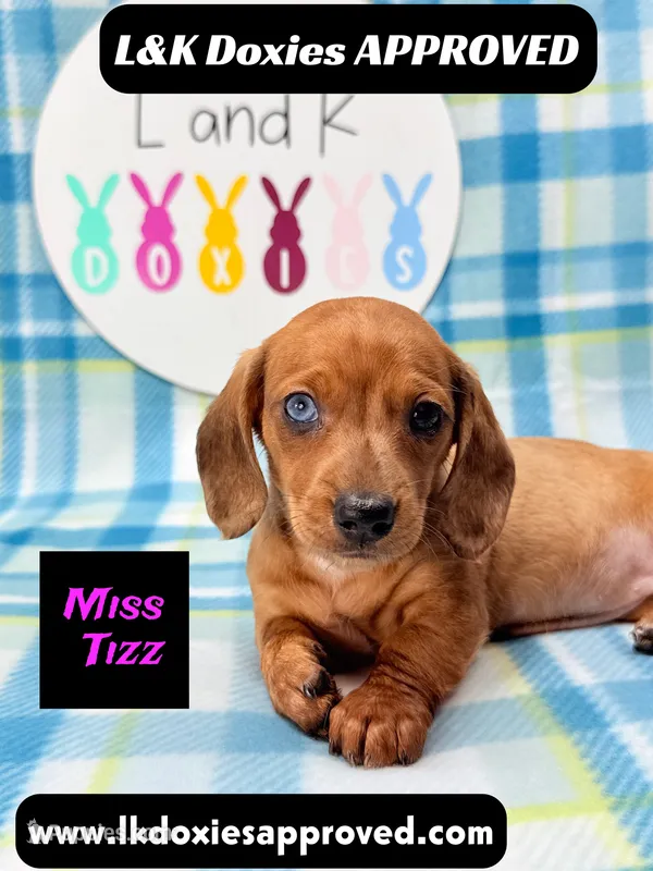 Miss Tizz – Miniature Dachshund puppy for sale in Arapahoe, CO