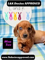 Miss Tizz, a female Miniature Dachshund for sale in Arapahoe, CO – 1 of 10