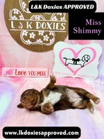 Miss Shimmy, a female Miniature Dachshund for sale in Arapahoe, CO – 9 of 9