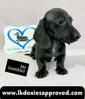 Mr Gambler SH ❤️, a male Miniature Dachshund for sale in Arapahoe, CO – 1 of 10