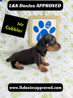 Mr Cobler 785-821-1920 SH, a male Miniature Dachshund for sale in Arapahoe, CO – 6 of 10